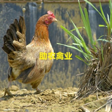 茶花香鸡苗