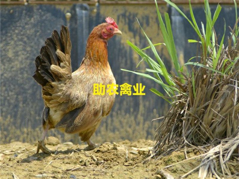 茶花香鸡苗