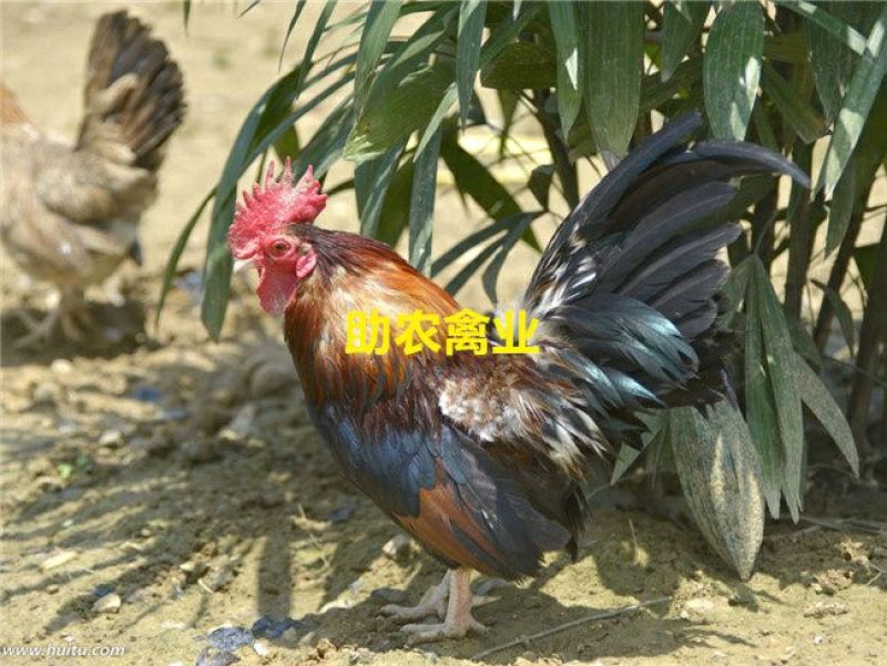 茶花香鸡苗