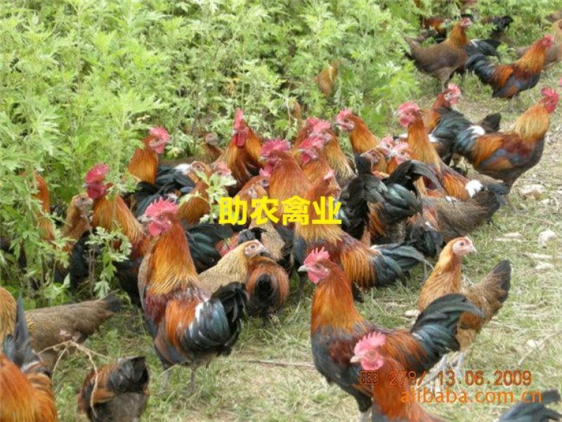 茶花香鸡苗