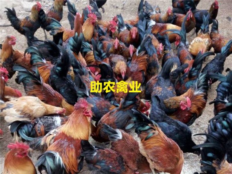 茶花香鸡苗
