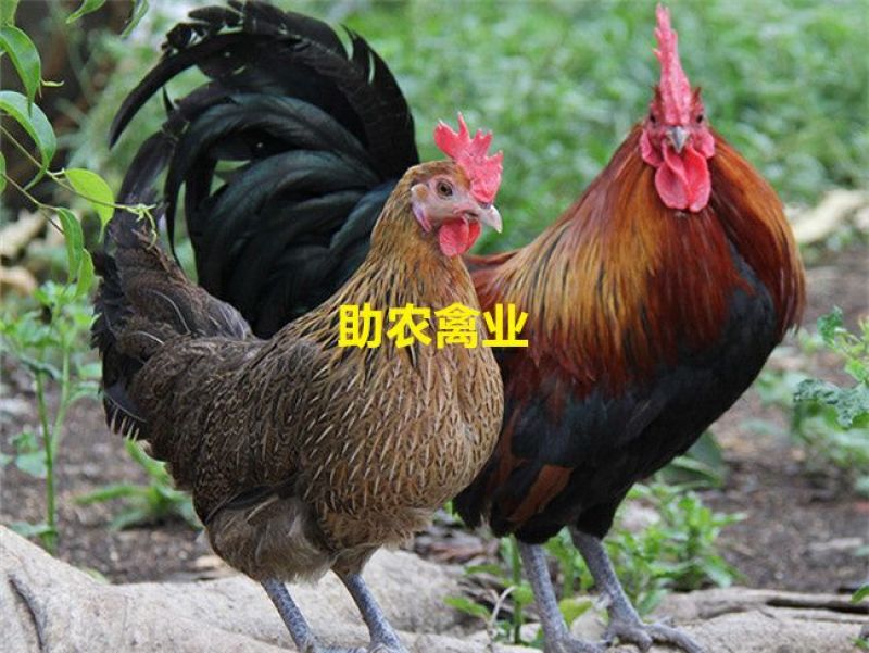 茶花香鸡苗