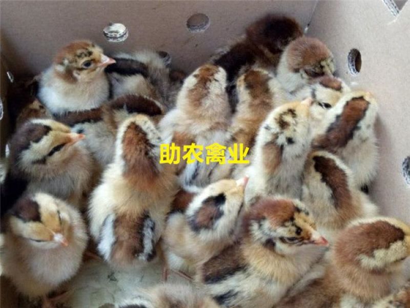 茶花香鸡苗