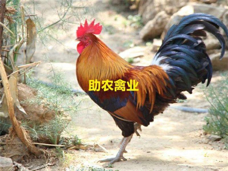 茶花香鸡苗