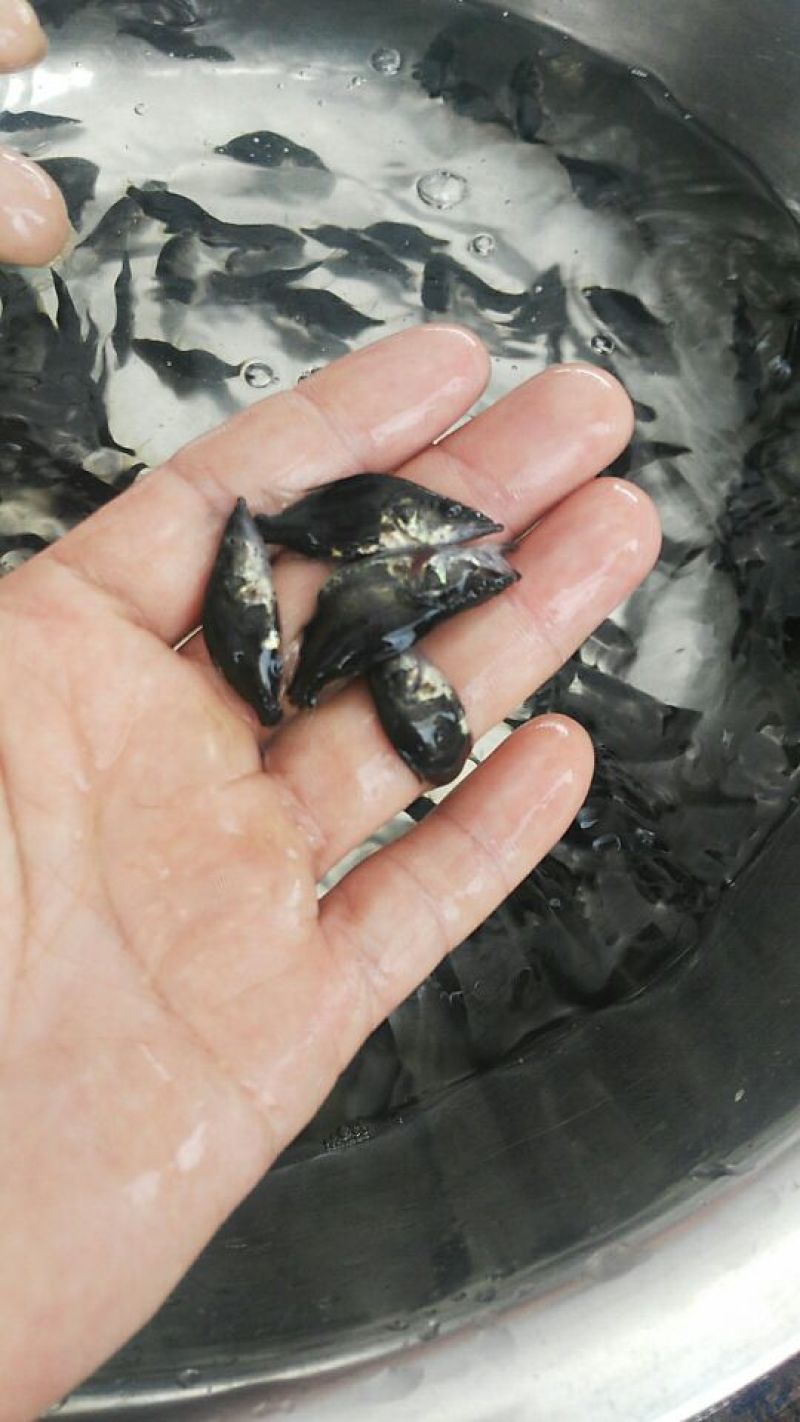 桂花鱼苗，