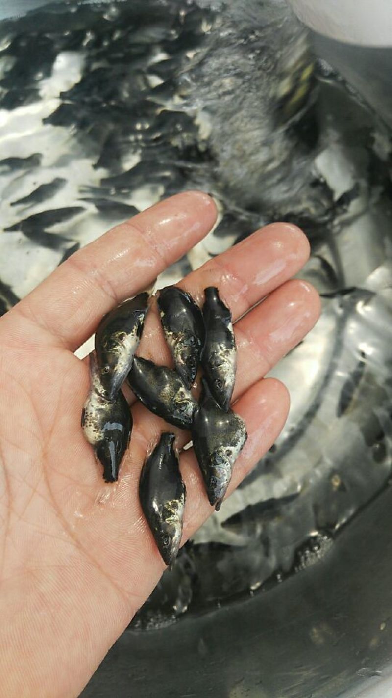 桂花鱼苗，