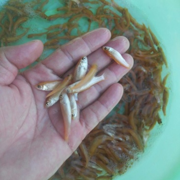 金色草鱼，俄罗斯金色鲩