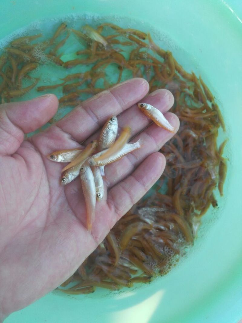 金色草鱼，俄罗斯金色鲩