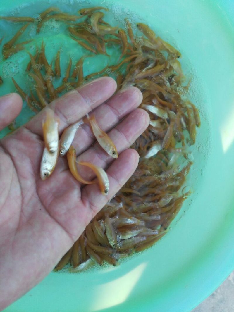 金色草鱼，俄罗斯金色鲩