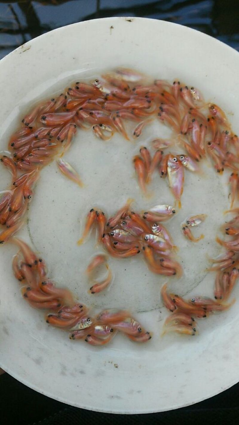 红罗罗非鱼苗