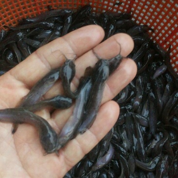 本地塘虱苗，塘角鱼苗