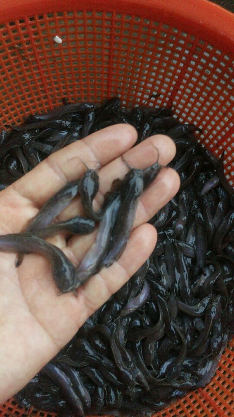 本地塘虱苗，塘角鱼苗