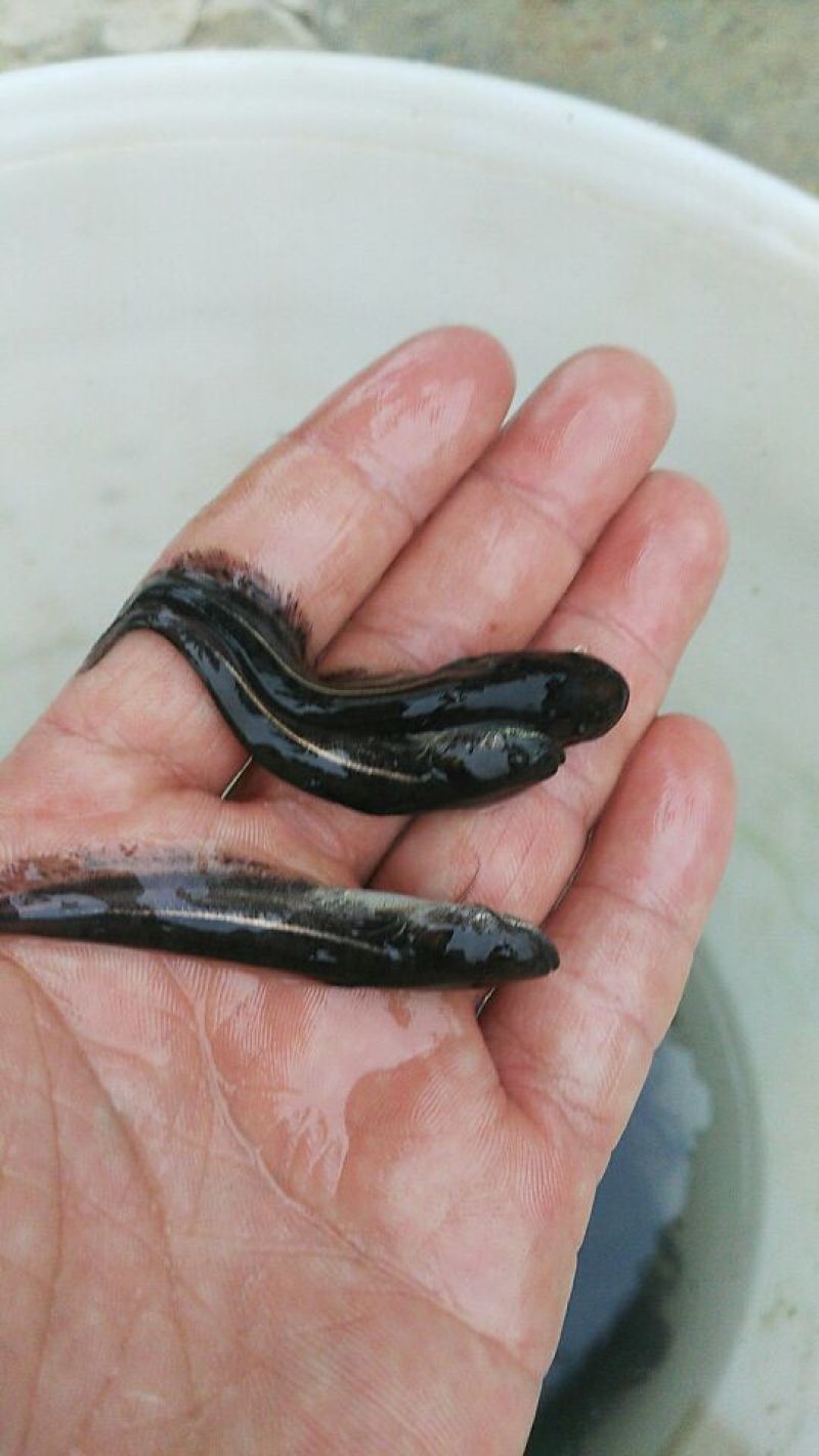 大口鲶鱼苗