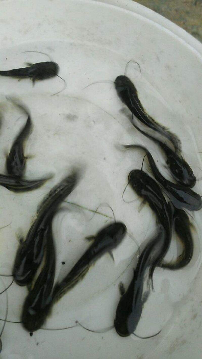 大口鲶鱼苗