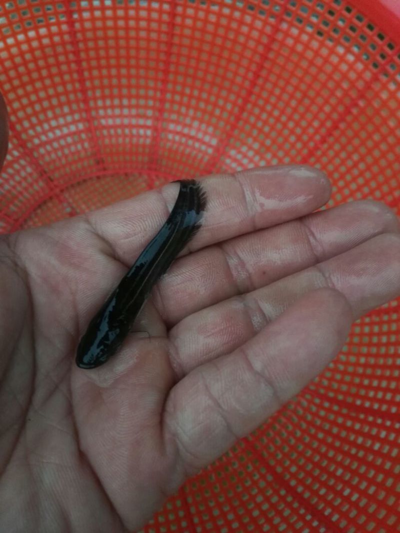 大口鲶鱼苗