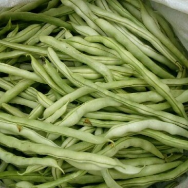 白豆王