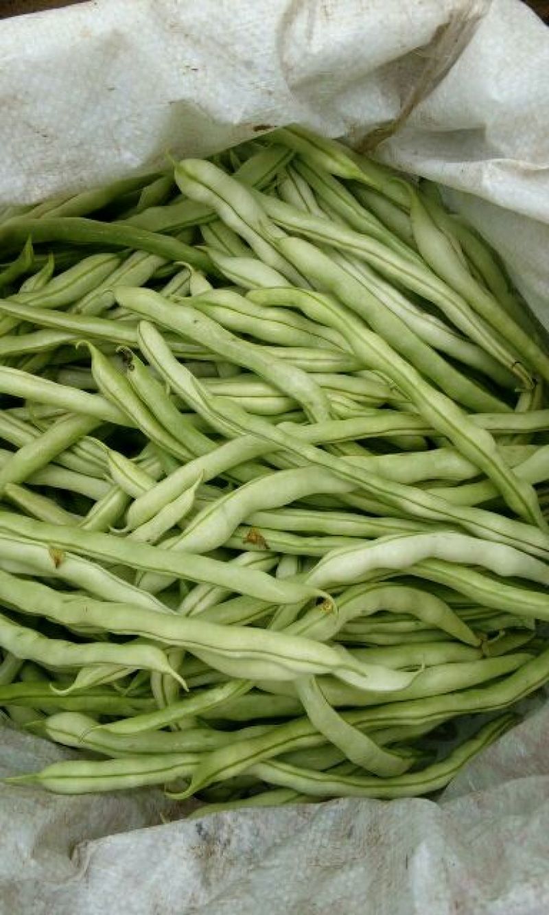 白豆王
