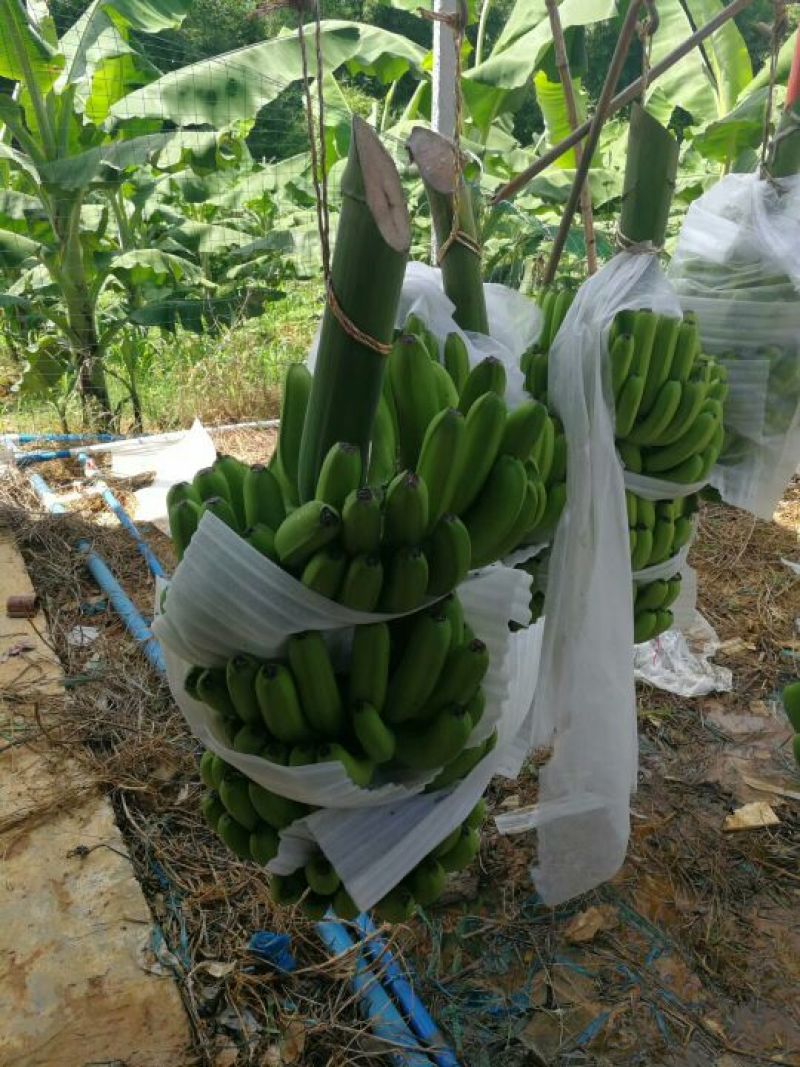 专供应香蕉