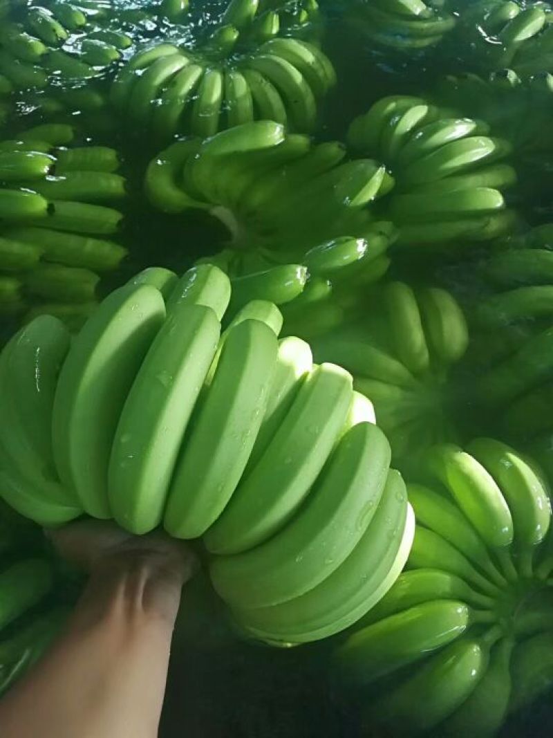 专供应香蕉
