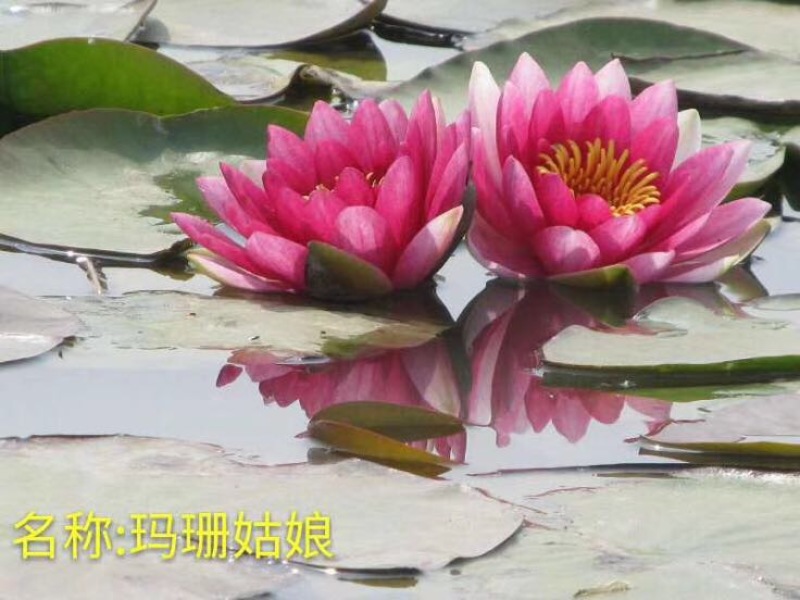 观赏藕
