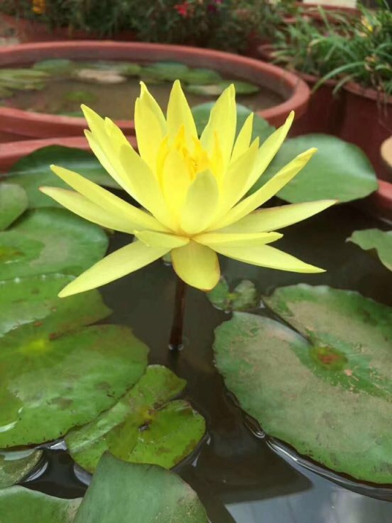 观赏藕