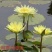 观赏藕
