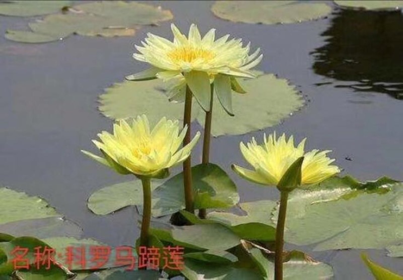 观赏藕