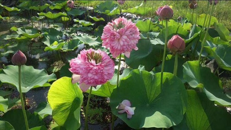 观赏藕