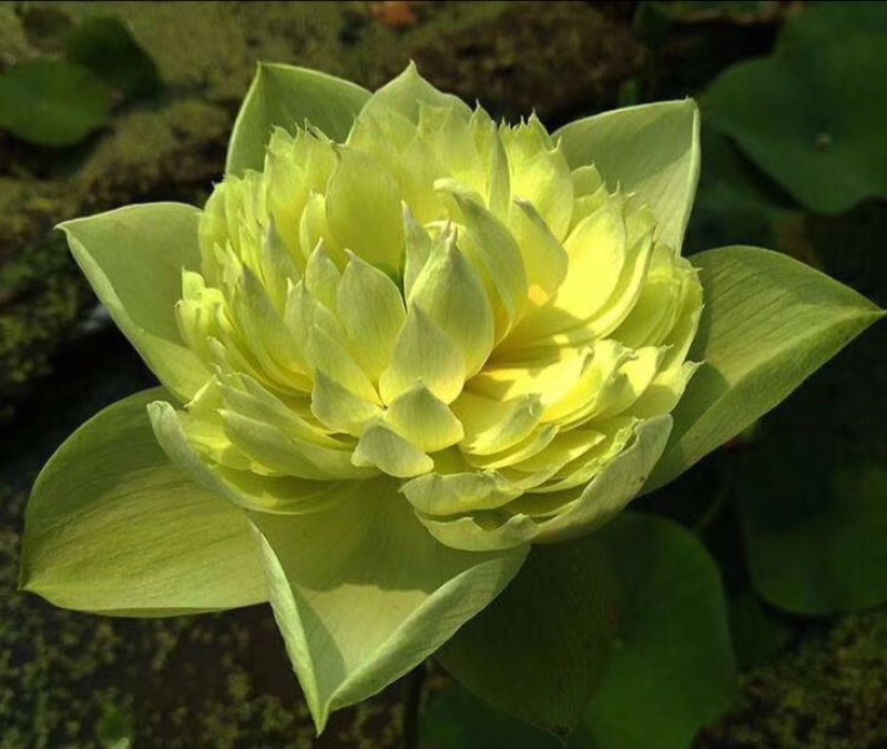 观赏藕