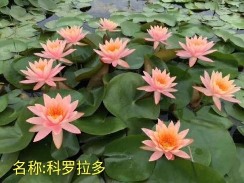 观赏藕
