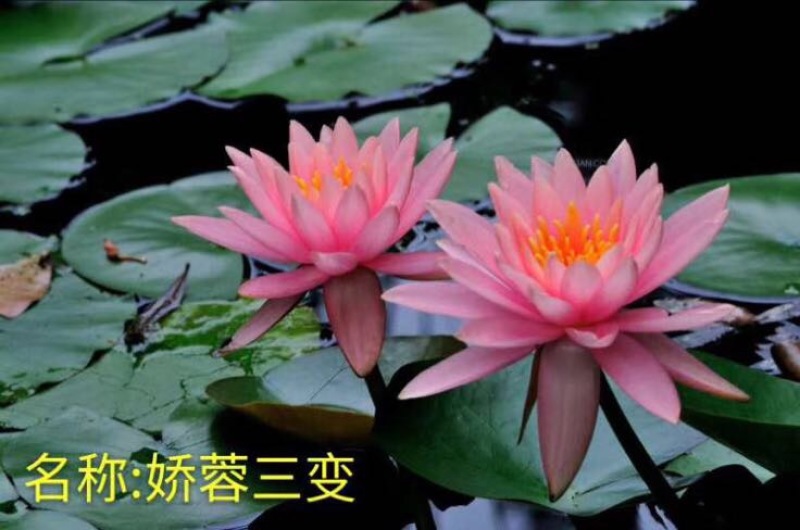 观赏藕