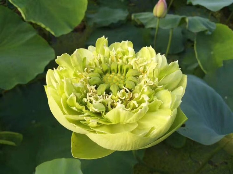 观赏藕