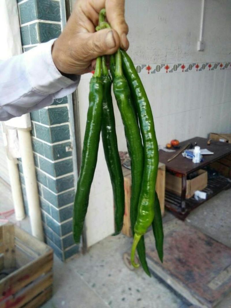 线椒