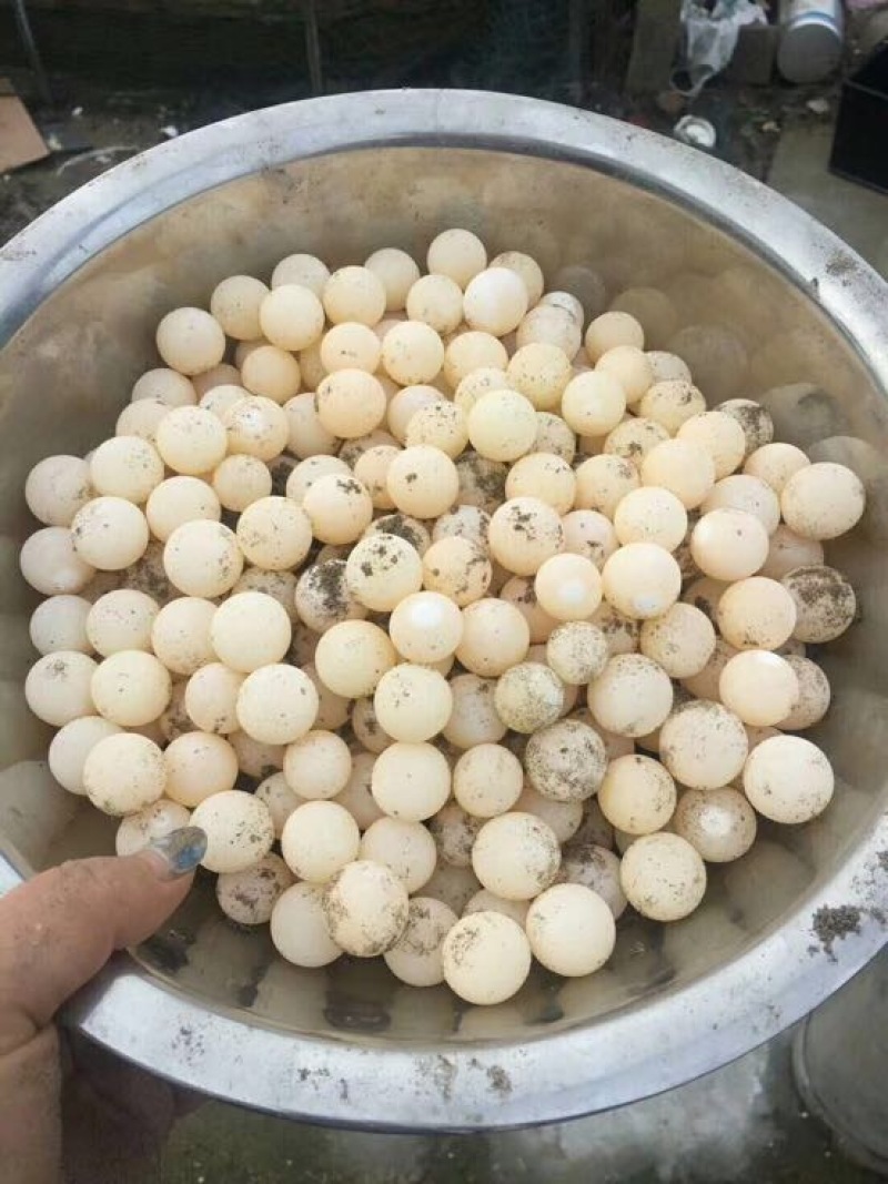 甲鱼蛋