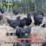 乌鸡苗五黑一绿鸡苗肉质好营养价值高
