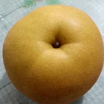 山东冠县万亩梨园供应圆黄梨