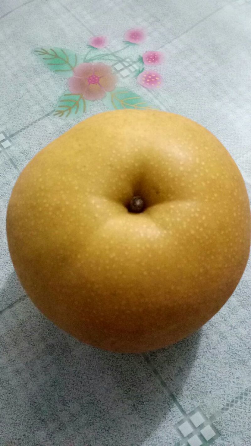 山东冠县万亩梨园供应圆黄梨