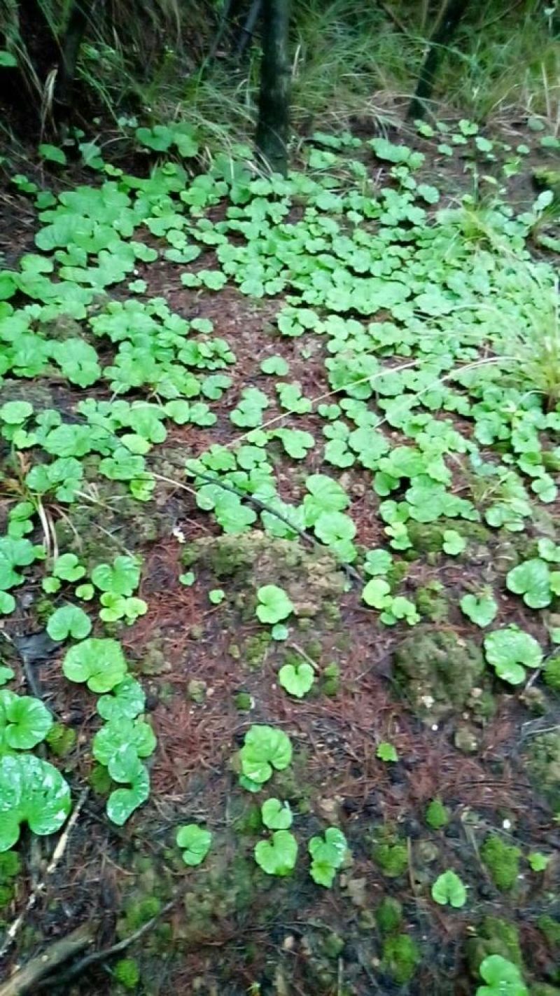青天葵