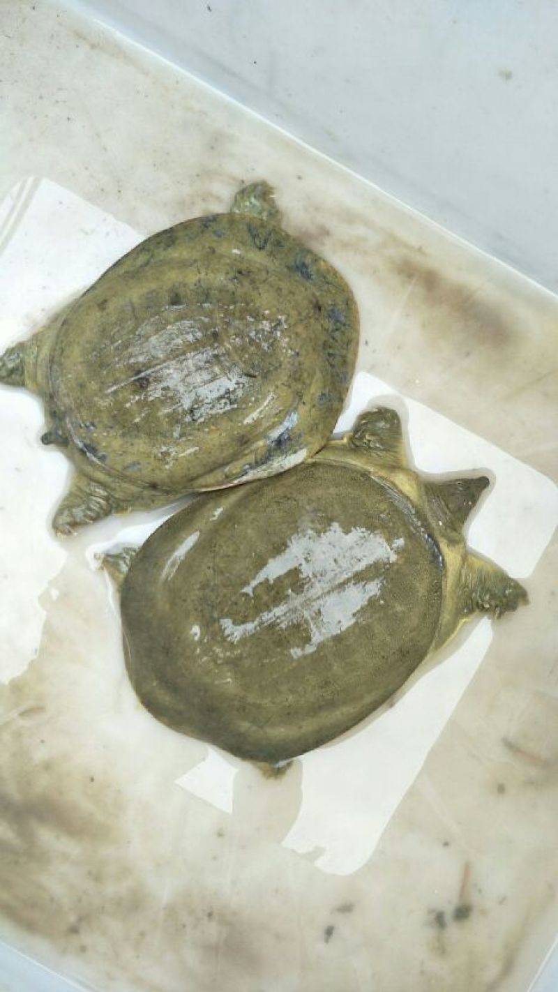 纯种微山湖野生甲鱼，