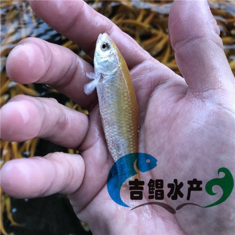 草鱼苗现货金丝草鱼苗