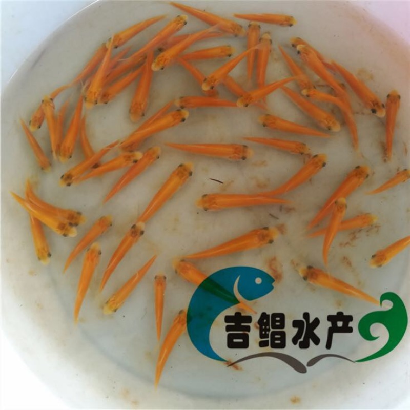 草鱼苗现货金丝草鱼苗