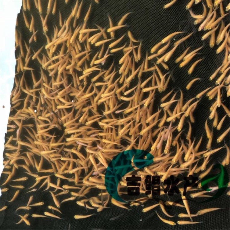 草鱼苗现货金丝草鱼苗