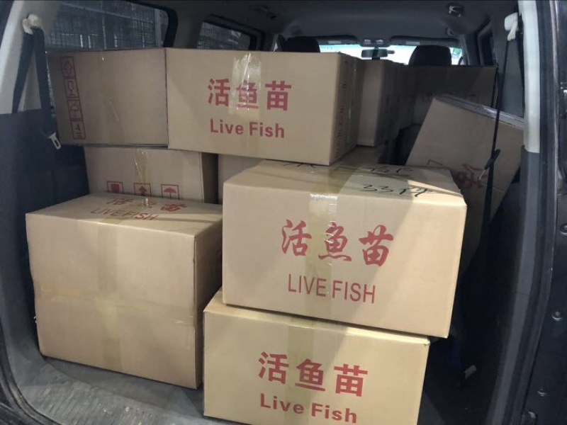 草鱼苗现货金丝草鱼苗