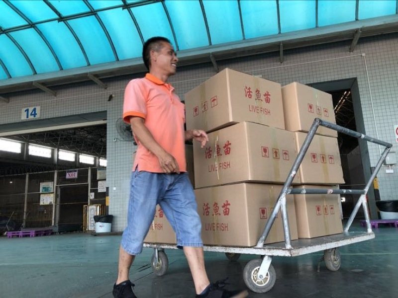 草鱼苗现货金丝草鱼苗