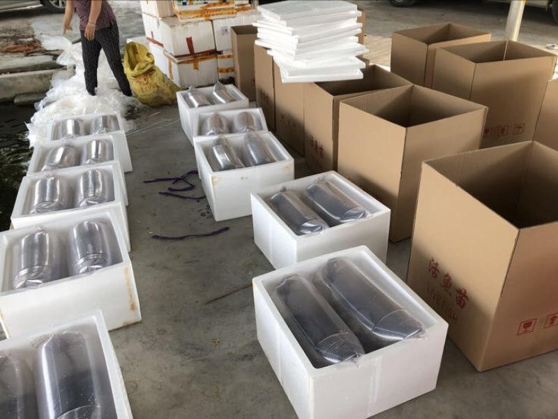 草鱼苗现货金丝草鱼苗