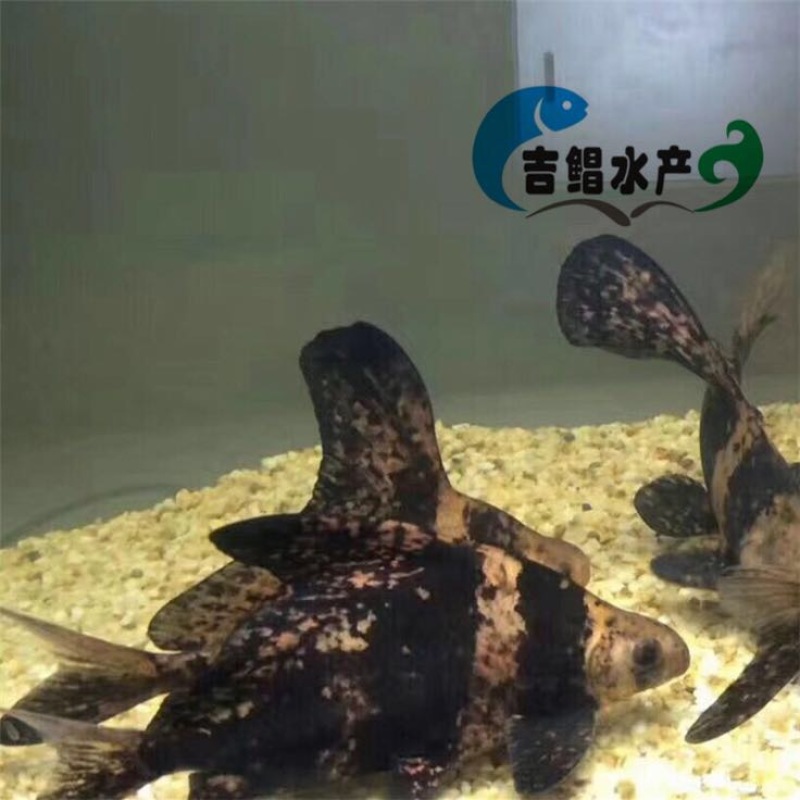 胭脂鱼现货大口胭脂鱼苗