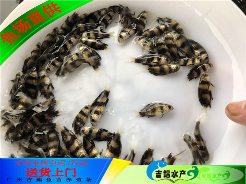 胭脂鱼现货大口胭脂鱼苗