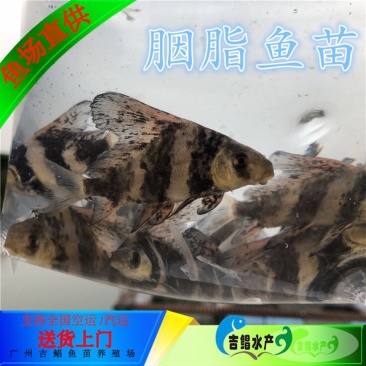 胭脂鱼现货大口胭脂鱼苗