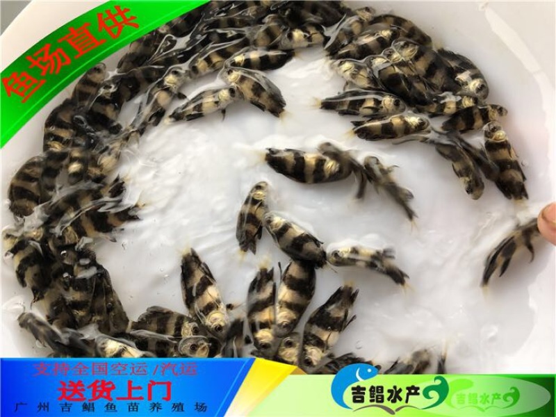 胭脂鱼现货大口胭脂鱼苗
