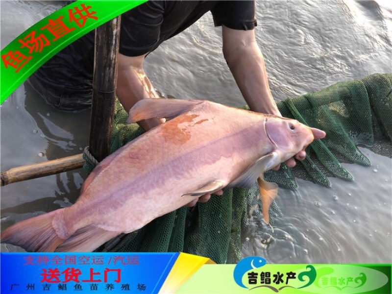 胭脂鱼现货大口胭脂鱼苗